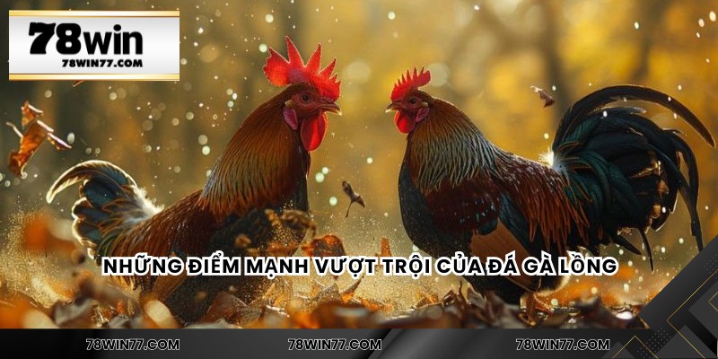 Những điểm mạnh vượt trội của đá gà lồng